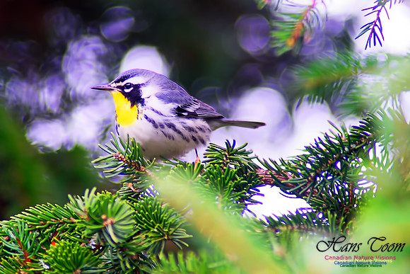 Yellow-throated Warbler 9