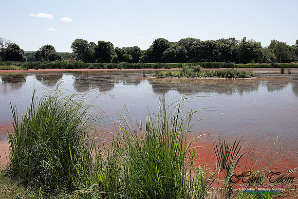 Miner's Marsh 55