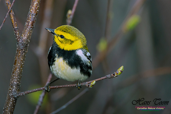 Black-throated Green Warbler