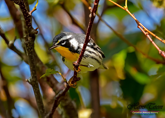 Yellow-throated Warbler 103