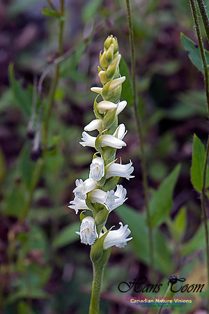 Nodding Ladies Tresses Orchid