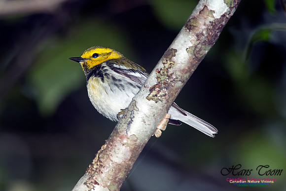 Black-throated Green Warbler