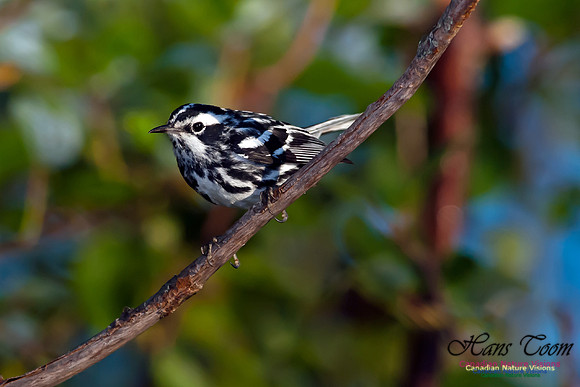 Black-and-White Warbler