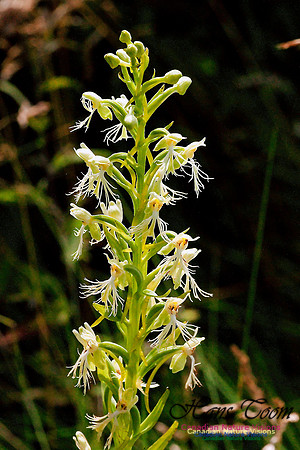 Ragged Fringed Orchid