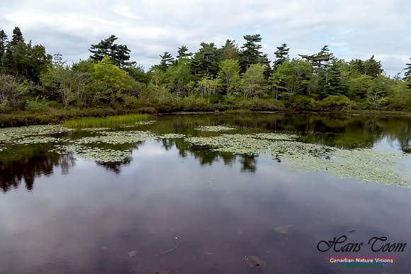 Frog Pond 1