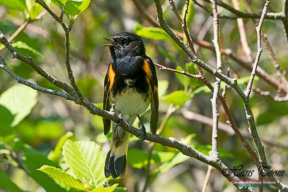 American Redstart 1006