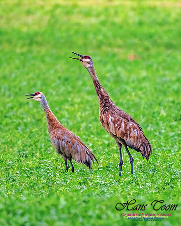 Sandhill Crane 451