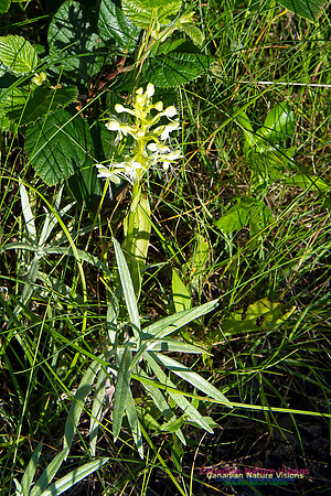 Little Club Spur Orchid