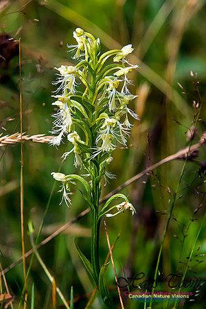 Ragged Fringed Orchid