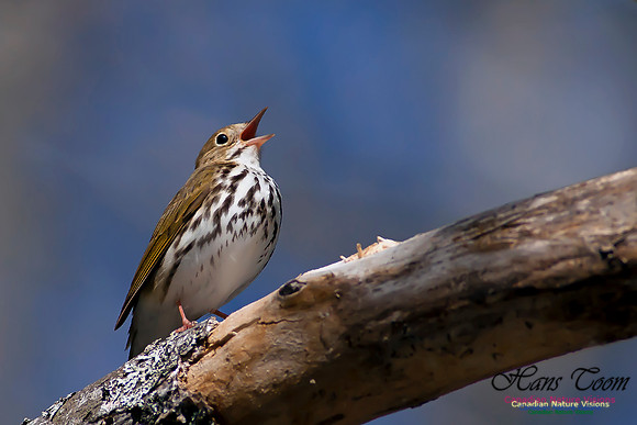 Ovenbird