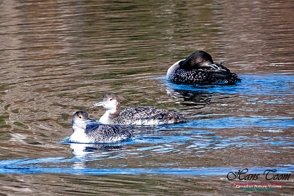 Common Loon 900