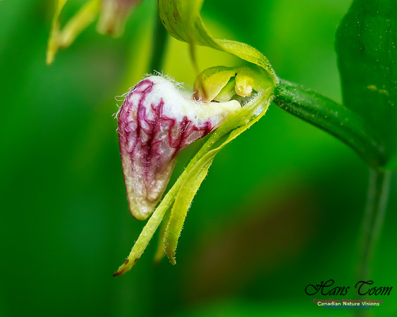 Ram's Head Orchid 100