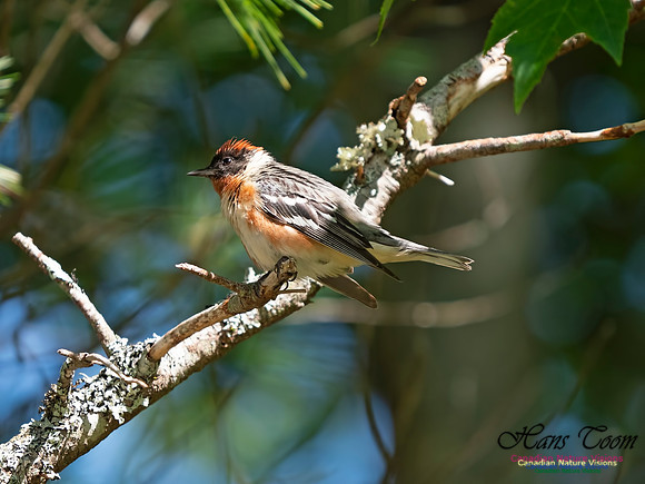 Bay-breasted Warbler 6