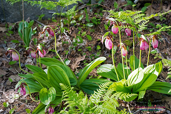 Pink Lady's Slipper