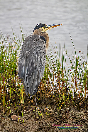 Great Blue Heron 302