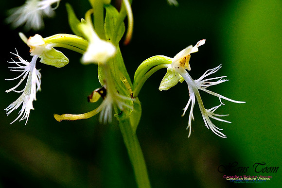 Ragged Fringed Orchid