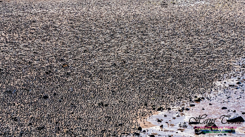 Peeps Evangeline Beach 2024 913