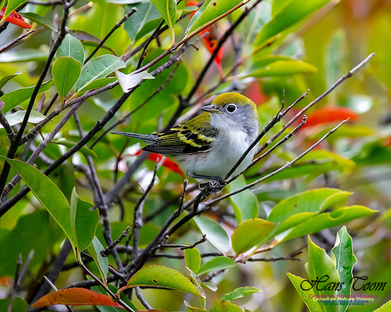Chestnut-sided Warbler 4