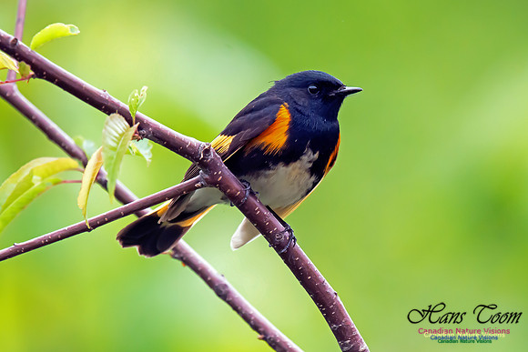 American Redstart