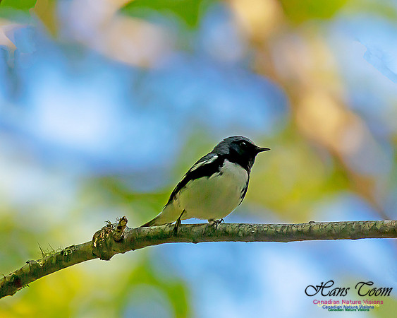 Black-throated Blue Warbler 4