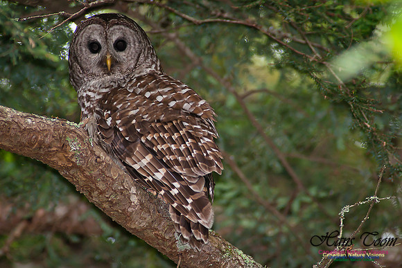 Barred Owl