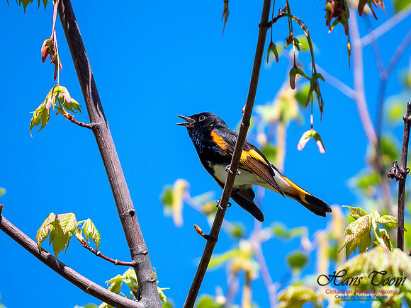 American Redstart 7