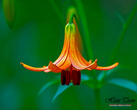 Canada Lily 206