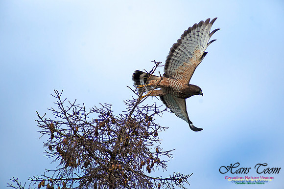 Broad-winged Hawk