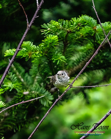 Ruby-crowned Kinglet 107