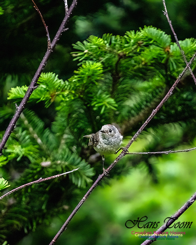 Ruby-crowned Kinglet 107