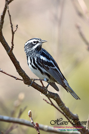 Black-and-White Warbler 4