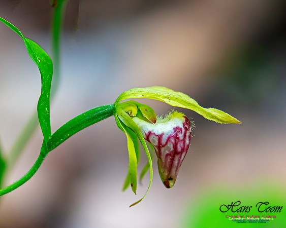 Ram's Head Orchid 111