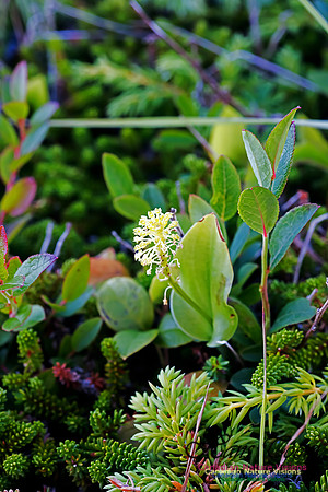 Green Adder's Mouth Orchid
