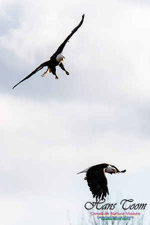 Bald Eagle