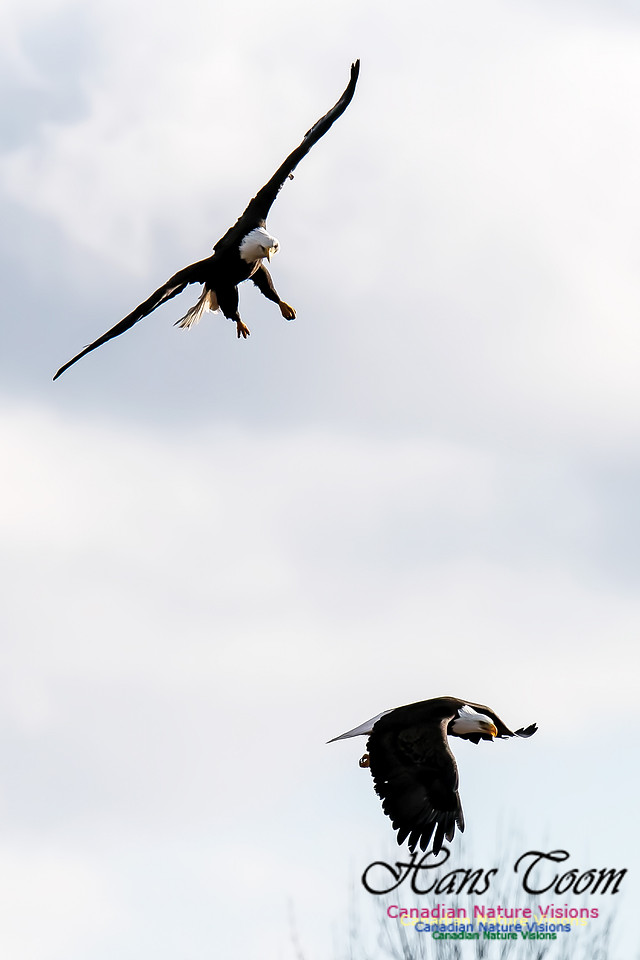 Bald Eagle