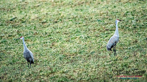 Sandhill Crane 806