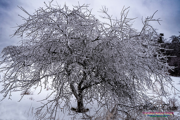 Ice Storm 2022 112