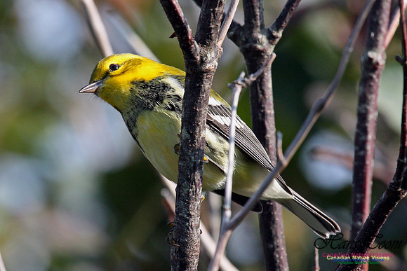 Black-throated Green Warbler