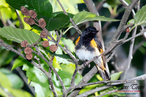 American Redstart