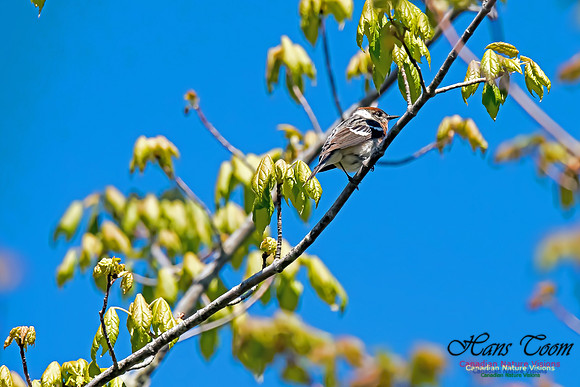 Bay-Breasted Warbler