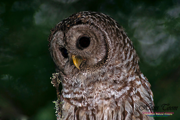 Barred Owl