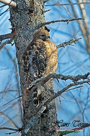 Red-shouldered Hawk 707