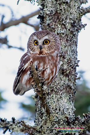 Northern Saw-whet Owl