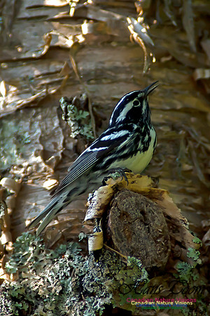 Black-and-White Warbler