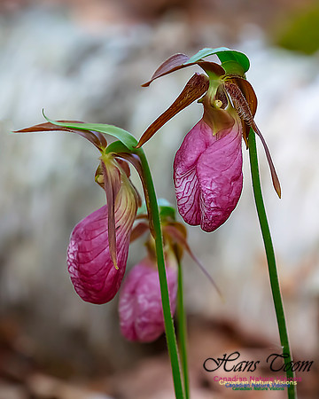 Pink Lady's Slipper Orchid 212