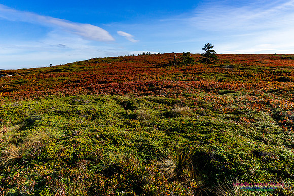 Another Morning Stroll on the Coastal Barrens 122