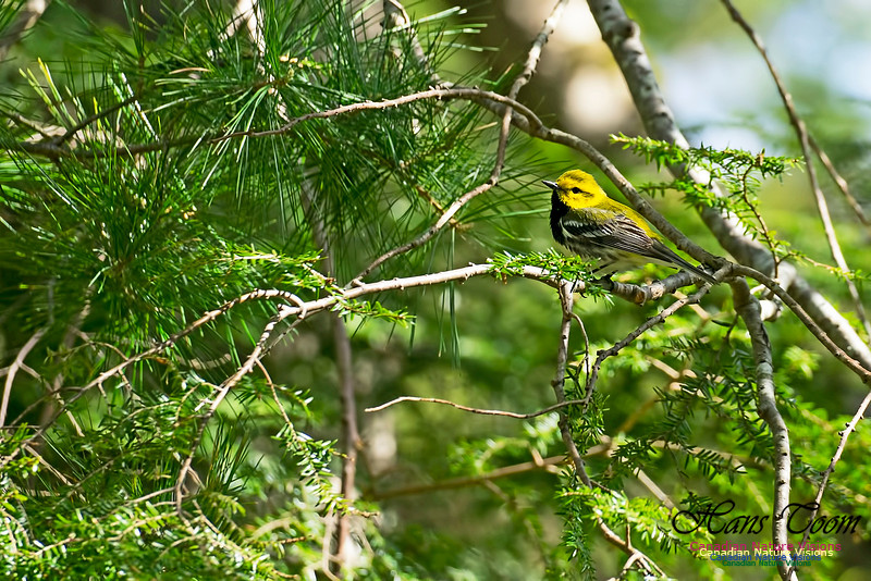Black-throated Green Warbler 100