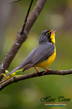 Canada Warbler