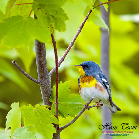 Northern Parula 4