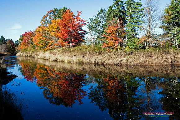 FallColours2012-80
